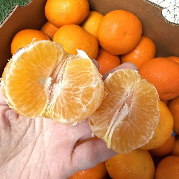 <少量零購>多汁澳洲茂谷柑 