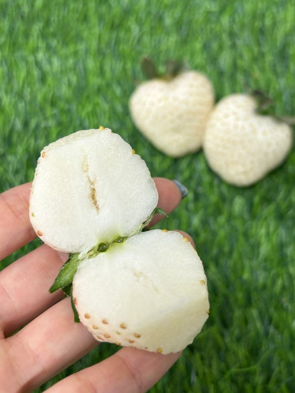 <少量零購>日本奈良白珍珠草莓 