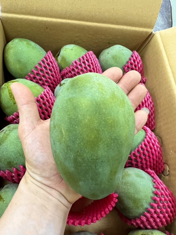 黑香芒果 