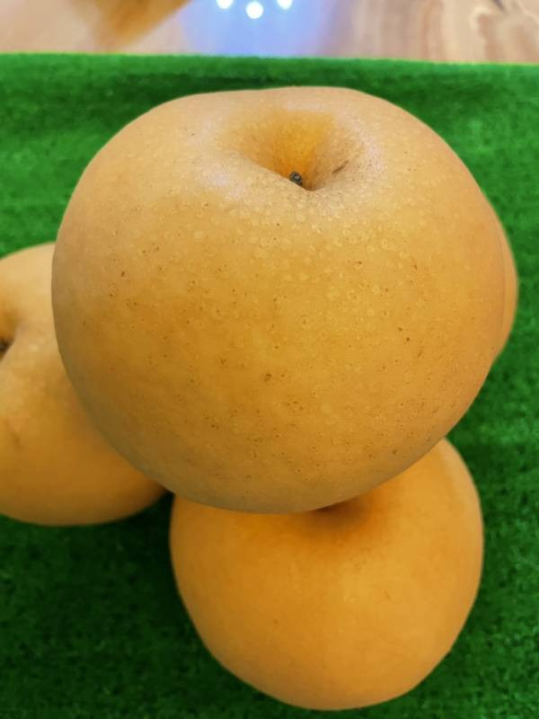 <少量零購>超甜高山蜜雪梨 