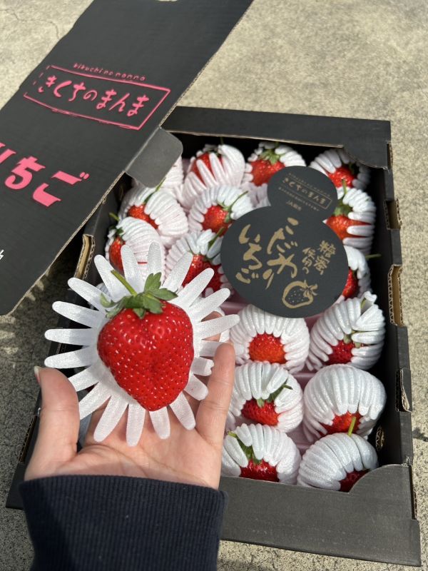 日本黑盒菊池糖蜜草莓 