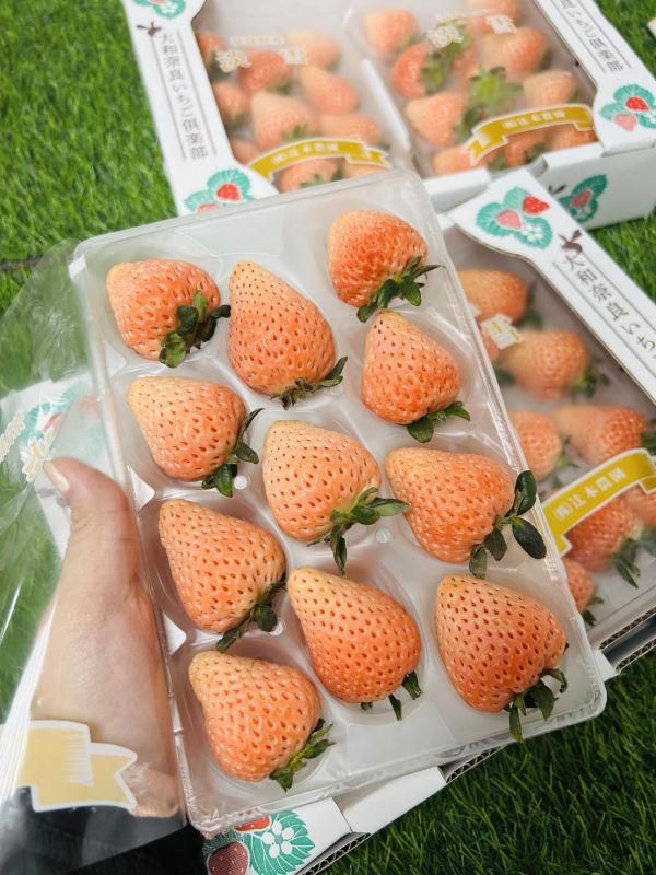 日本奈良淡雪草莓 