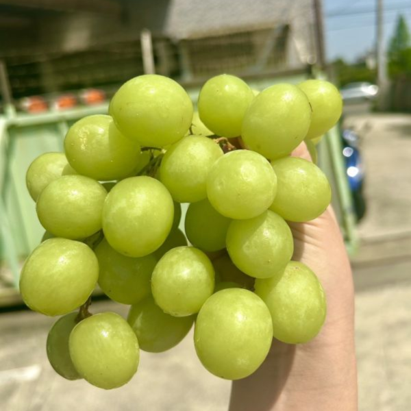 <少量專區>祕魯秋脆葡萄(優惠) 超甜綠無籽葡萄!祕魯秋脆!