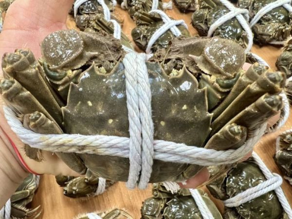 <2A巨無霸>江蘇大閘蟹【5.8~6.4兩】 