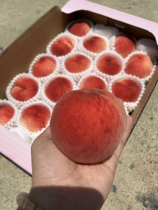 日本山梨水蜜桃 