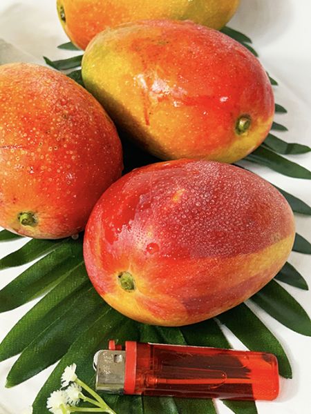 屏東訪寮愛文芒果 