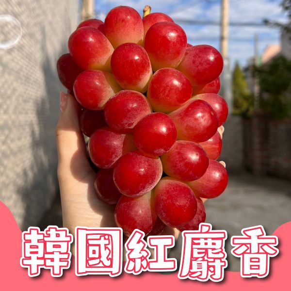 韓國紅麝香葡萄 