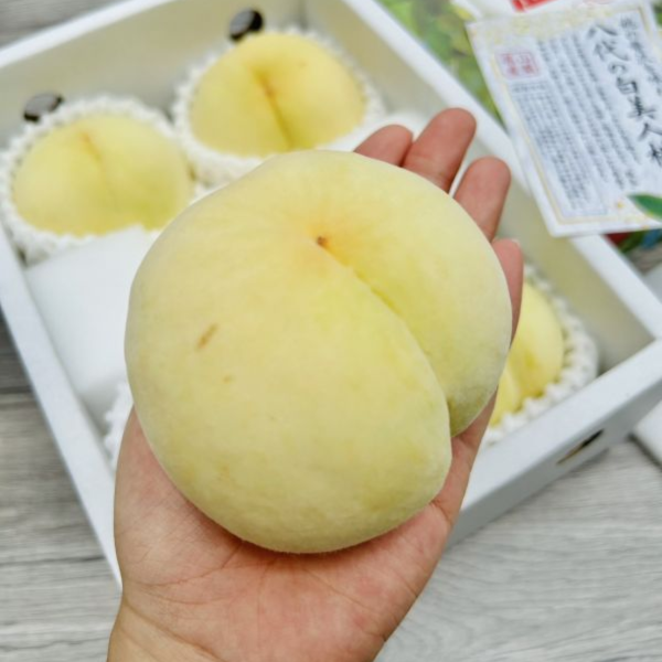 《限量》山梨溫室白美人 