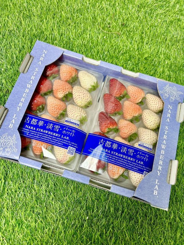 日本三色草莓 