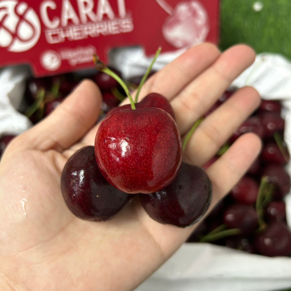 【8R巨無霸2.5公斤原裝】華盛頓櫻桃 