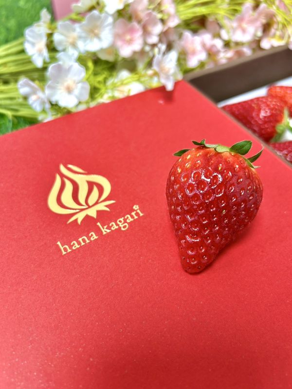 日本岐阜-華かがり (華篝) 