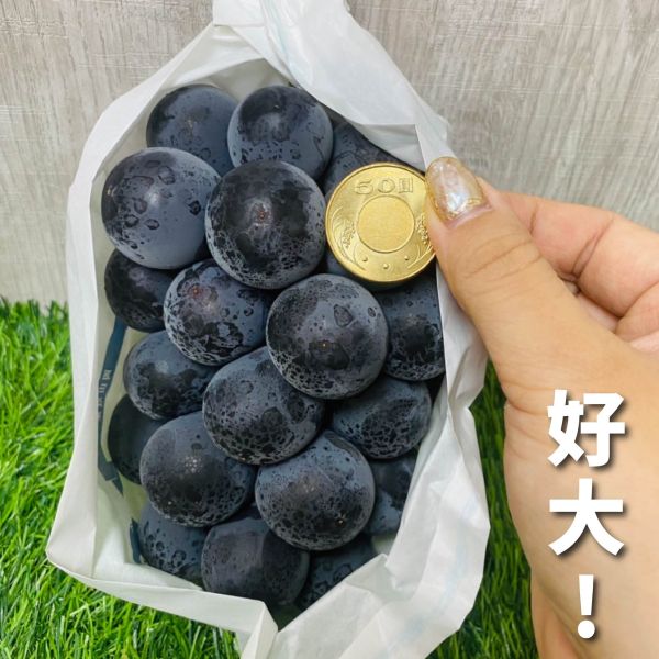 <中秋熱銷>日本貓眼心意禮 