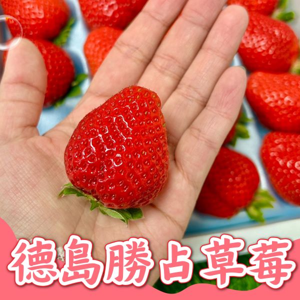 日本德島勝占草莓 