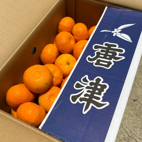 日本唐津大蜜柑 