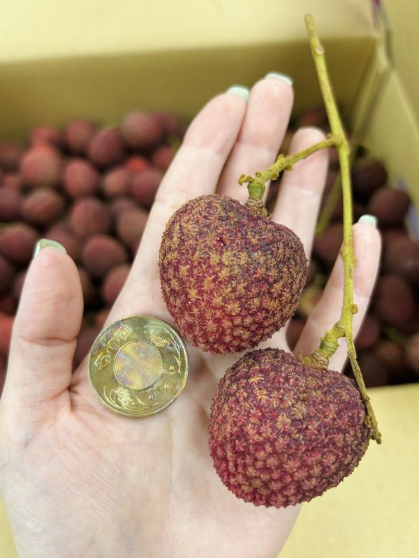 <少量零購>艷麗荔枝 