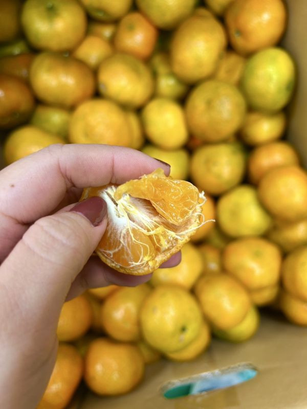 <少量零購>台灣砂糖橘 