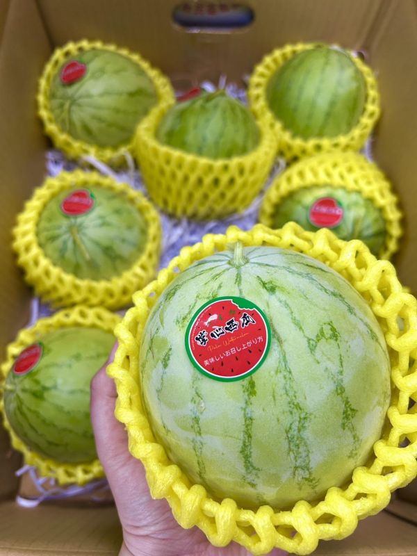 超迷你西瓜Miniball 