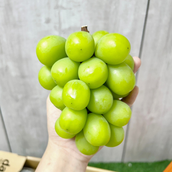 韓國麝香葡萄 