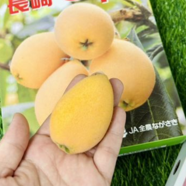 日本長崎溫室枇杷 