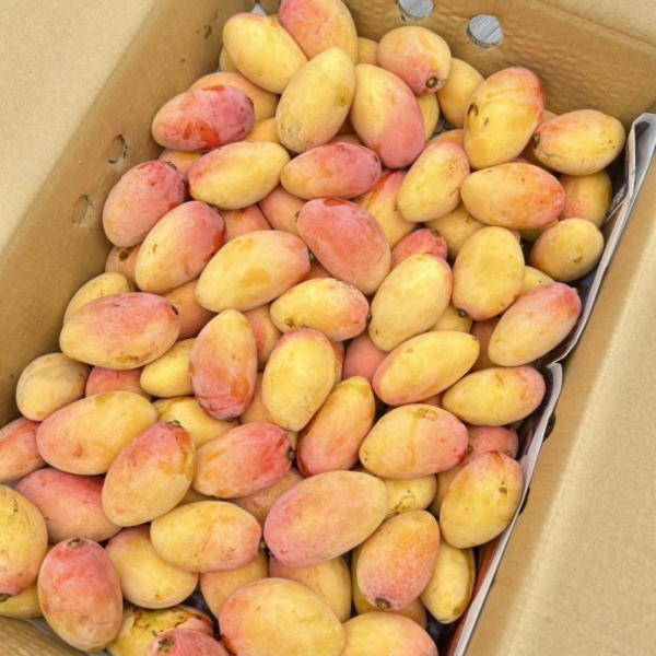 【超稀有】黃金珍珠芒(枇杷芒) 
