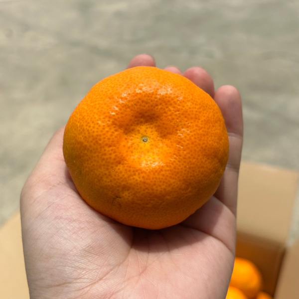 日本唐津大蜜柑 