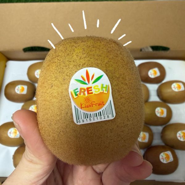 黃金奇異果22規原裝 