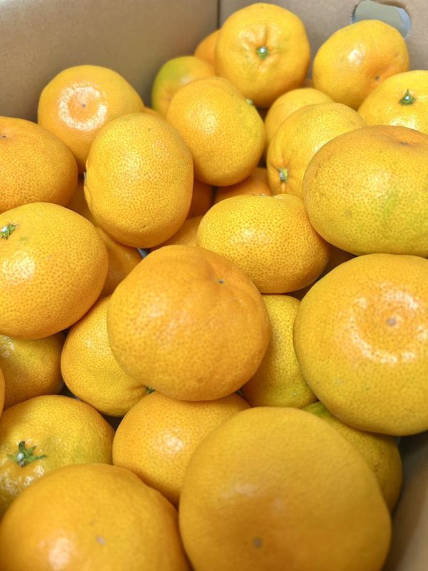 <少量零購>日本福岡蜜柑【黑箱】 