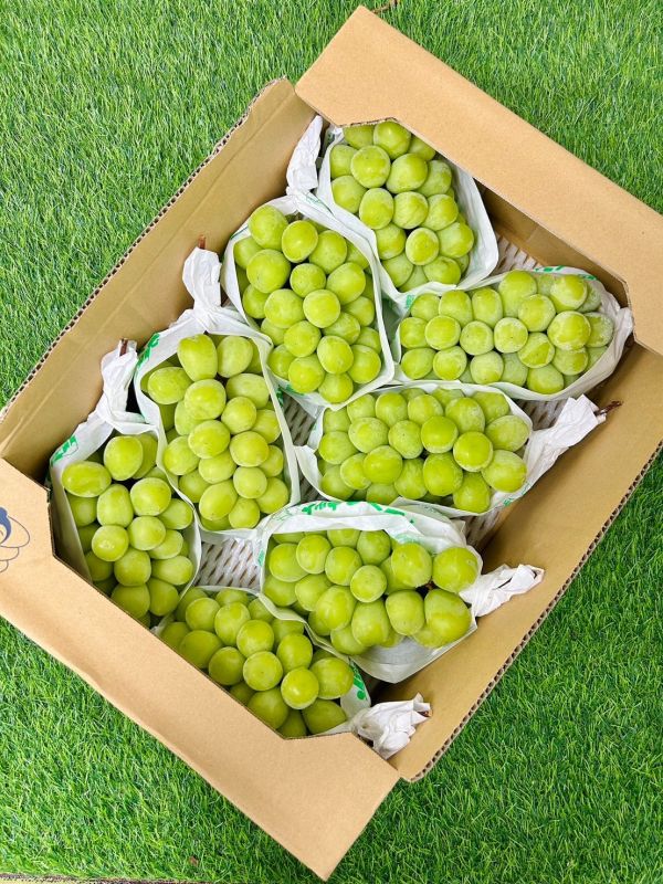 日本山梨笛吹麝香葡萄 