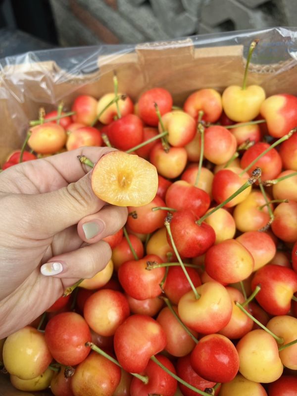 【30mm】智利白櫻桃 