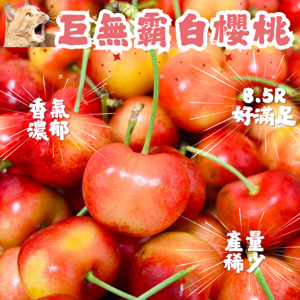 巨無霸！華盛頓【8.5R】白櫻桃 