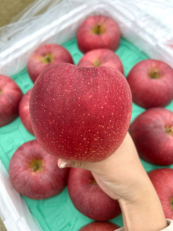 <少量零購>(大果)日本青森大紅榮蘋果26規 