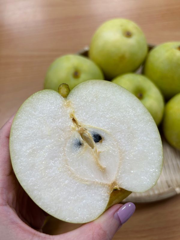 鳥取二十世紀梨(日本鳥取梨) 