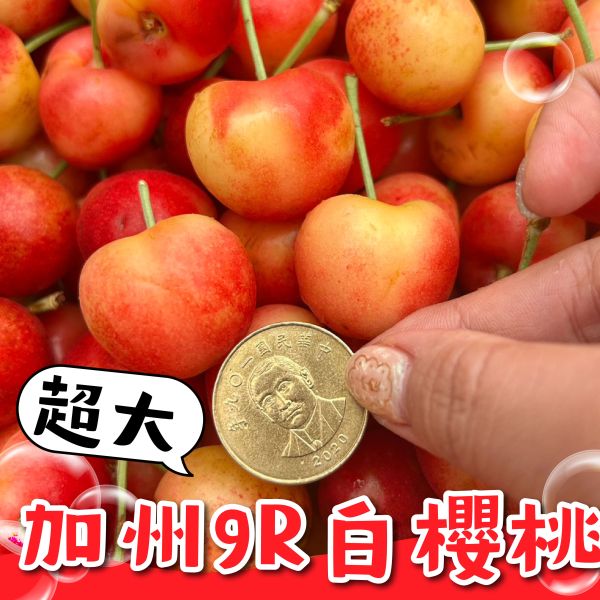 超大!!加州【9R】白櫻桃 