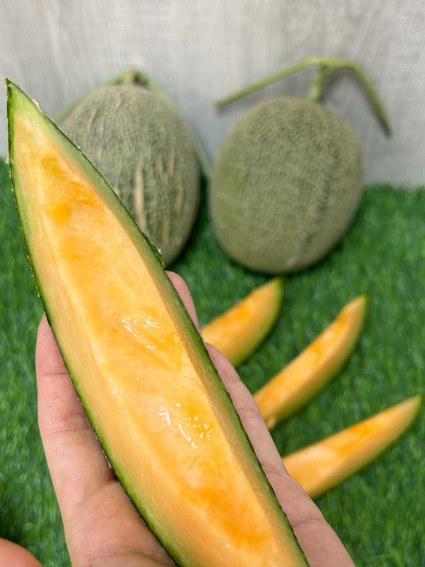 <少量專區>卡蜜拉(優惠下殺) 