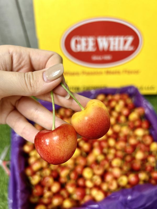 華盛頓9r白櫻桃 【GEE】 