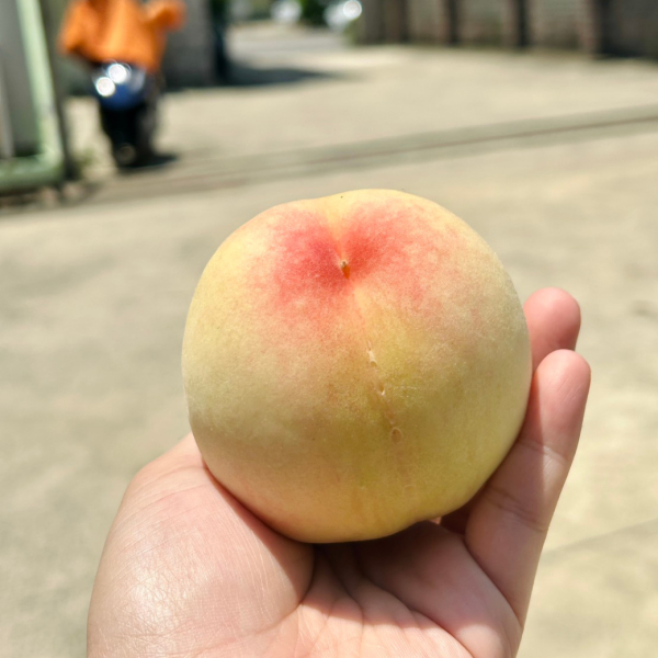 壽康水蜜桃禮盒(大果規格) 