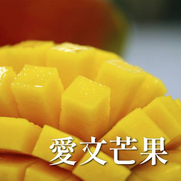 愛文芒果 Sorbetto 冰淇淋,義式冰淇淋,冰品,冰獨,冰獨冰淇淋,團購美食,宅配美食,芒果冰