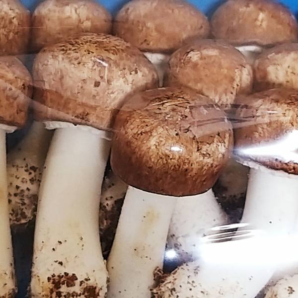 巴西蘑菇(盒) 150克±10% 