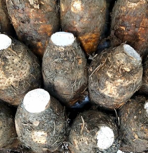 大甲芋頭 (可削皮需備註)約1000克±10% 