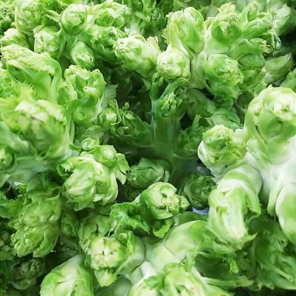 兒菜 約1200克 ±10% 