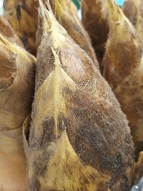 冬筍(特) 約600克 ±10% 