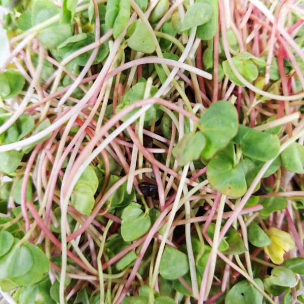 蕎麥苗 約65克±10% 