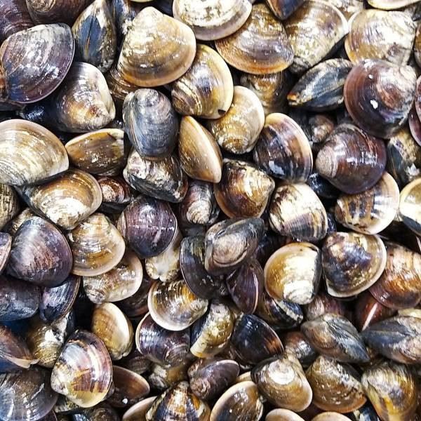 蛤蜊（真空包）(小顆) 約600克±10% 