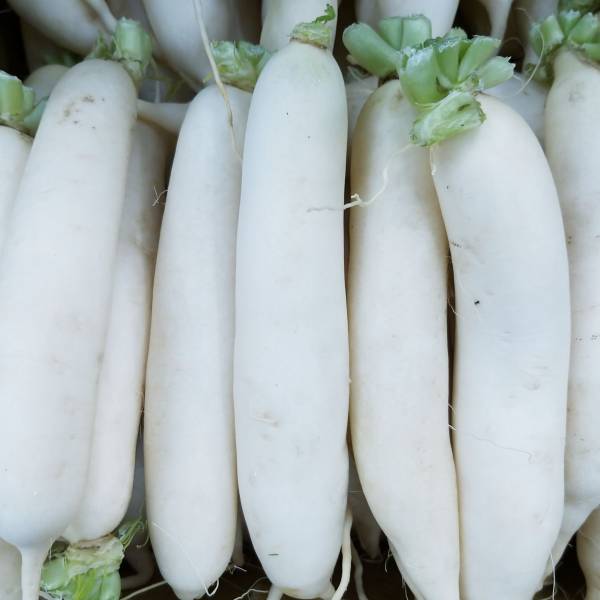 白玉蘿蔔 約600克±10% 
