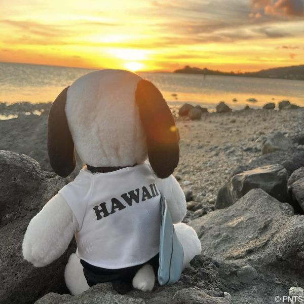 Snoopy surf shop 史努比衝浪造型玩偶 
