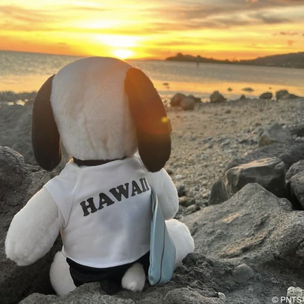 Snoopy surf shop 史努比衝浪造型玩偶 