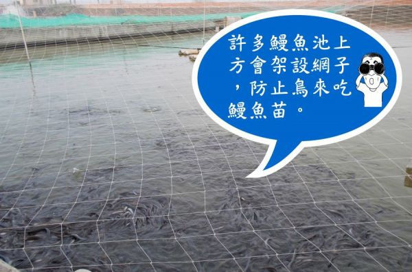 蒲燒鰻（禮盒4入裝/單片） 蒲燒鰻,鰻魚,口湖鄉