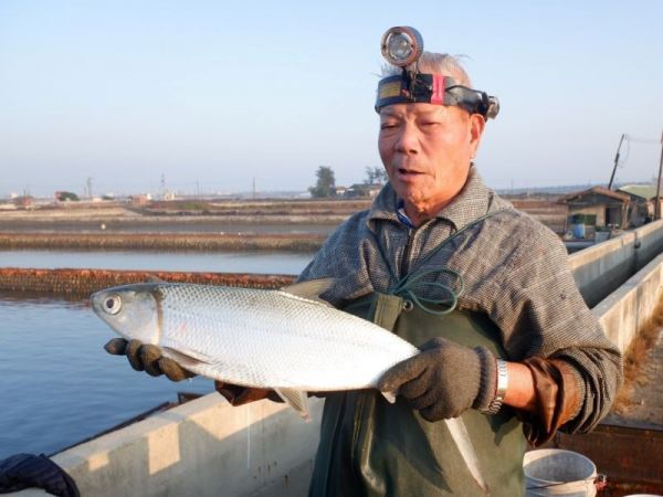 虱目魚嶺（生態養殖） 虱目魚,虱目魚嶺,生態養殖,友善環境,不抽地下水