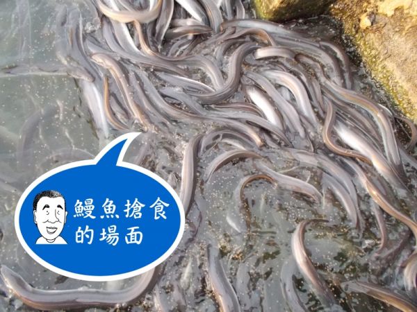 蒲燒鰻 蒲燒鰻,鰻魚,口湖鄉