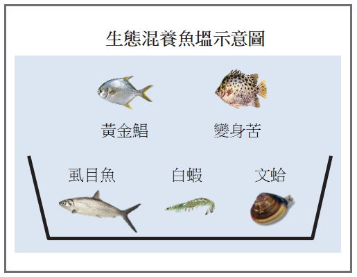 【限量商品】金錢魚／變身苦（生態養殖） 金錢魚、變身苦、生態養殖、魚塭